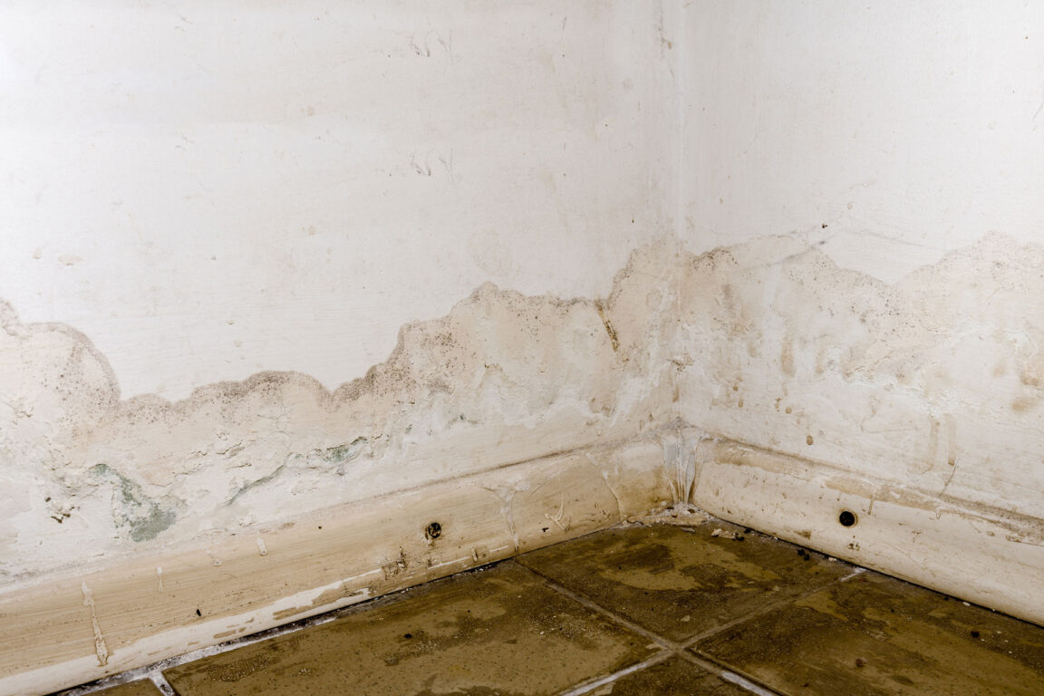 mold-wall mold in basement