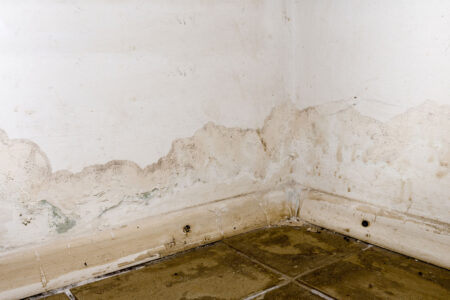 mold in basement